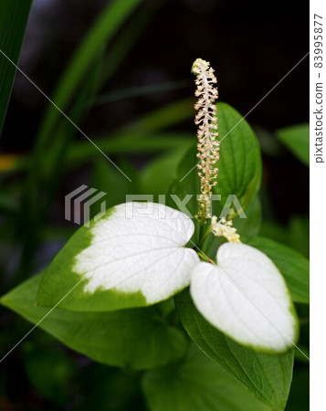 三白草的白綠葉花（半夏） 83995877