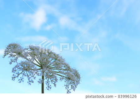 當歸白花藍天 當歸白花藍天 83996126