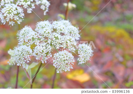 當歸白花 83996136