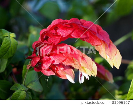 沐浴在秋日陽光下的紅色和黃色 Justicia Ironegee (Variegata) 的特寫 沐浴在秋日陽光下的紅色和黃色 Justicia Ironegee (Variegata) 的特寫 83996167