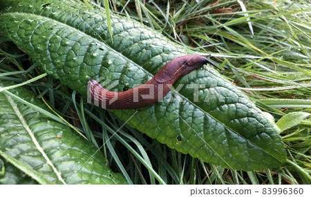 brown slug on a green leave in the grass brown slug on a green leave in the grass 83996360