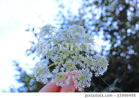Angelica polymorpha white flower finger 83996498