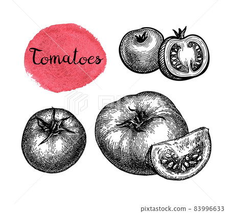Ink sketch of tomatoes. 83996633