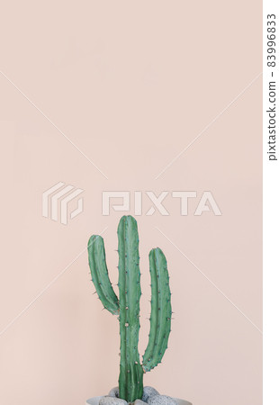 Hurray cactus in front of sandy background Hurray cactus in front of sandy background 83996833
