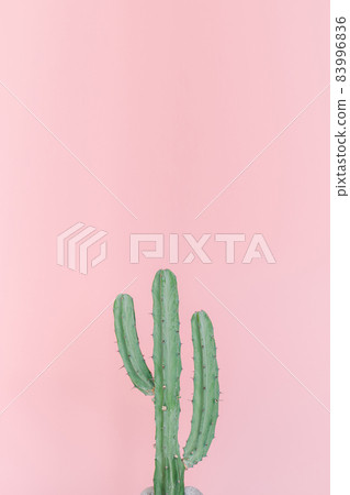 Hurray cactus in front of pink background Hurray cactus in front of pink background 83996836