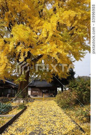 岡山縣真庭市三電神社：大銀杏葉變黃時 83996988