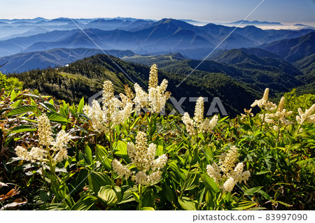 Veratrum stamineum on Mt. Naeba and Kagura no Mine and the mountains in the direction of Mt. Tanigawa in the morning Veratrum stamineum on Mt. Naeba and Kagura no Mine and the mountains in the direction of Mt. Tanigawa in the morning 83997090