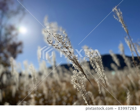 長者原的忠原濕地(鈴木) 長者原的忠原濕地(鈴木) 83997263