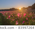 Cosmos field of sunset 83997264