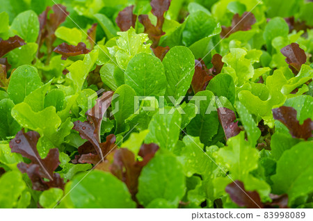 Leafy vegetables in the vegetable garden 83998089