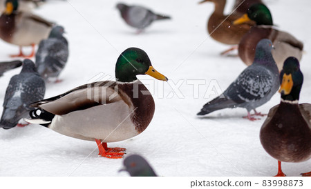 Winter portrait of a duck in a winter public park. Duck birds are standing or sitting in the snow. Migration of birds. Ducks and pigeons in the park are waiting for food from people. Winter portrait of a duck in a winter public park. Duck birds are standing or sitting in the snow. Migration of birds. Ducks and pigeons in the park are waiting for food from people. 83998873