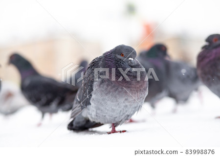 Beautiful pigeons sit in the snow in the city park in winter. Close up of pigeons in winter on the square in the park. Birds in the cold are waiting for food from people. 83998876