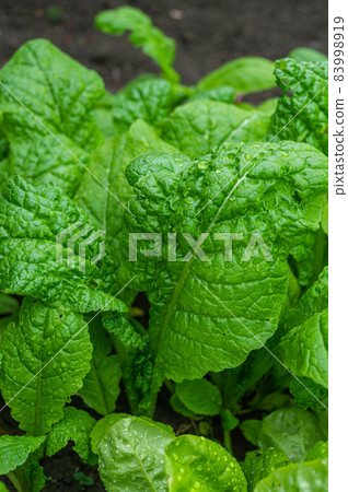 Skipjack tuna in the vegetable garden Skipjack tuna in the vegetable garden 83998919