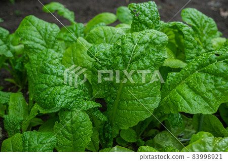 Skipjack tuna in the vegetable garden Skipjack tuna in the vegetable garden 83998921