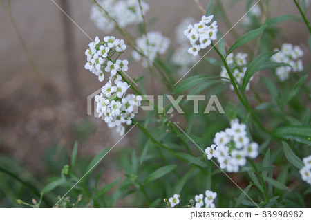 Sweet alicantum 83998982