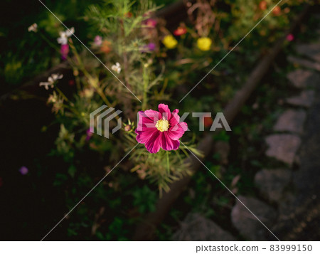 Cosmos in late autumn at dusk Cosmos in late autumn at dusk 83999150