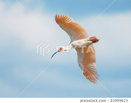 Crested ibis dancing in the blue sky Crested ibis dancing in the blue sky 83999623