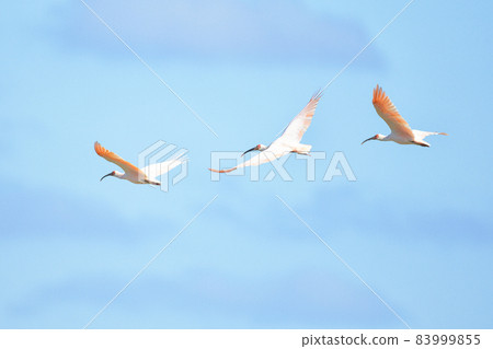 Crested ibis flying in a flock over the blue sky Crested ibis flying in a flock over the blue sky 83999855