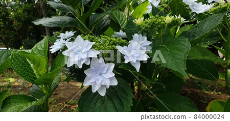 星形繡球花 星形繡球花 84000024