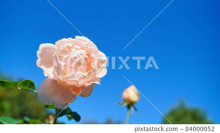 玫瑰(阿芙羅狄蒂) 玫瑰(阿芙羅狄蒂) 84000052
