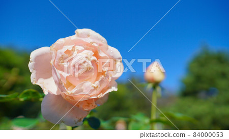 玫瑰（阿芙羅狄蒂） 84000053