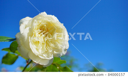 Rose (Tchaikovsky) Rose (Tchaikovsky) 84000157