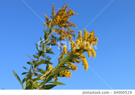 Solidago virgaurea,菊科,多年生草本植物,千葉縣鐮谷市初富,鐮谷市立紀念公園 Solidago virgaurea,菊科,多年生草本植物,千葉縣鐮谷市初富,鐮谷市立紀念公園 84000529