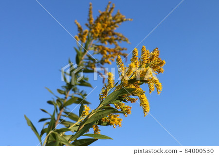 Solidago virgaurea,菊科,多年生草本植物,千葉縣鐮谷市初富,鐮谷市立紀念公園 Solidago virgaurea,菊科,多年生草本植物,千葉縣鐮谷市初富,鐮谷市立紀念公園 84000530