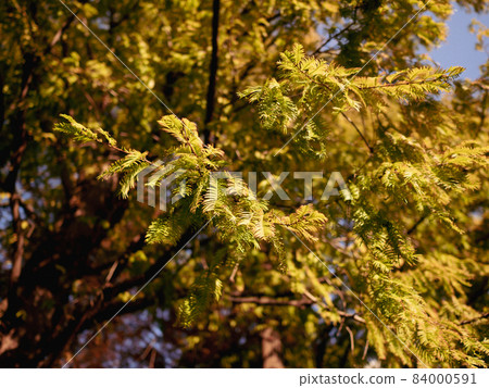 Colored bald cypress leaves Colored bald cypress leaves 84000591
