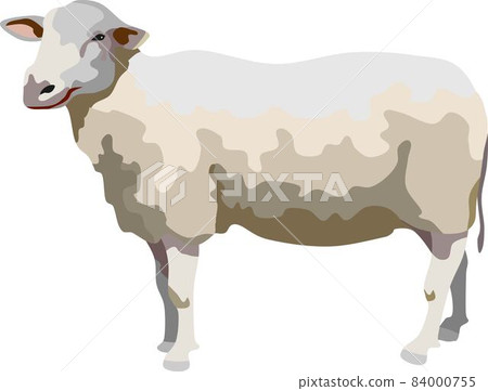 Sheep Mammal Animal 84000755