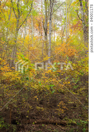 Jojuin / Autumn leaves on the way [Hirotsu, Ikeda-cho] 84001178