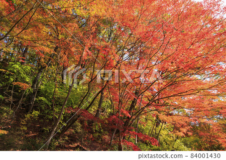 Kobe Municipal Arboretum and Botanical Garden Autumn Leaves 84001430