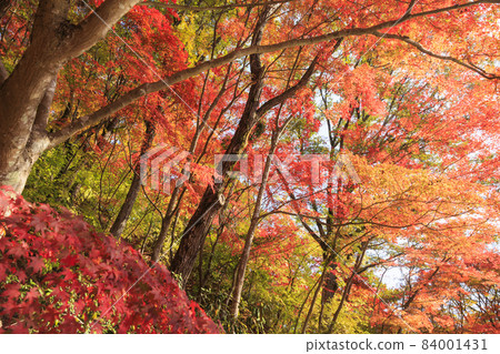 Kobe Municipal Arboretum and Botanical Garden Autumn Leaves 84001431