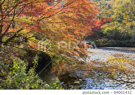 Kobe Municipal Arboretum and Botanical Garden Autumn Leaves 84001432