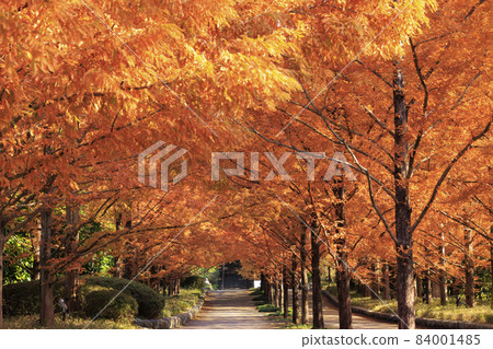 神戶市立森林植物園紅葉 照片素材 圖片 圖庫