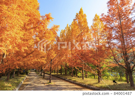 Kobe Municipal Arboretum and Botanical Garden Autumn Leaves Kobe Municipal Arboretum and Botanical Garden Autumn Leaves 84001487
