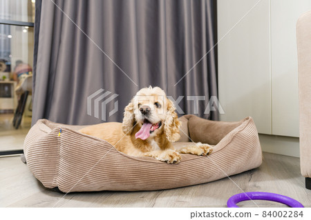 The dog lies in his bed in the living room The dog lies in his bed in the living room 84002284
