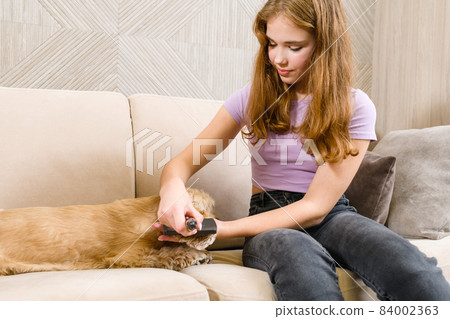 Teenage girl combing her american spaniel's ears Teenage girl combing her american spaniel's ears 84002363