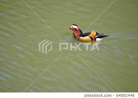 Beautiful wild bird, mandarin duck 84002446