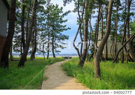 名古屋市藤前比方的防沙林 84002777