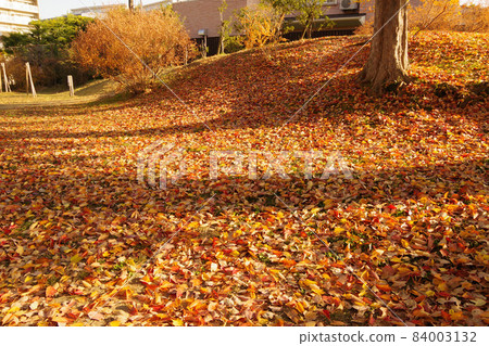 落葉染紅住宅區公園秋景 落葉染紅住宅區公園秋景 84003132