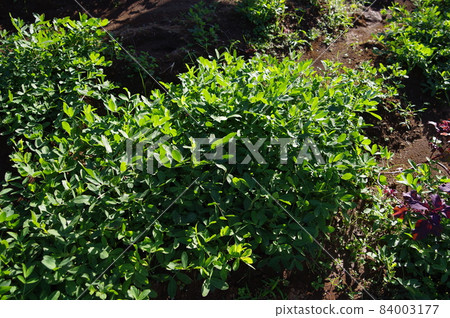 Growing peanuts (kitchen garden) Location: Yamato City, Kanagawa Prefecture Growing peanuts (kitchen garden) Location: Yamato City, Kanagawa Prefecture 84003177