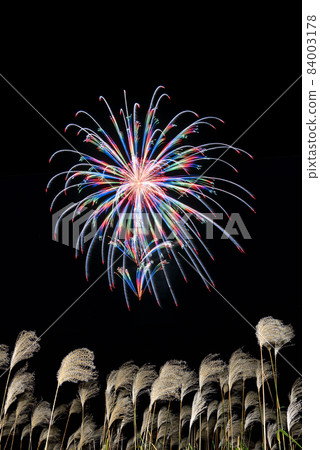 [Autumn image] Japanese pampas grass and fireworks swaying in the wind. Black background. 84003178