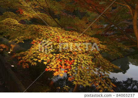 A wonderful harmony of autumn leaves and ponds at Higashiyama Zoo and Botanical Gardens A wonderful harmony of autumn leaves and ponds at Higashiyama Zoo and Botanical Gardens 84003237