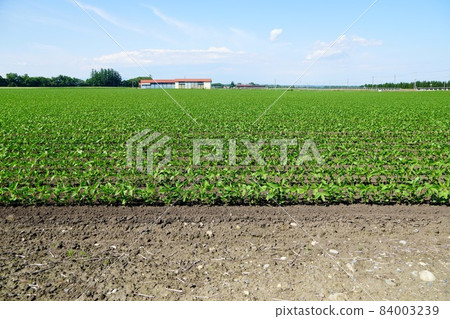Soybean fields in the Tokachi Plain 84003239