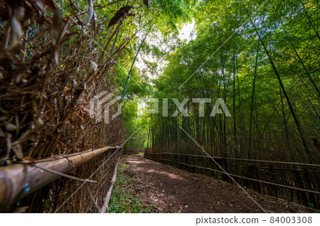 At the Bamboo Trail in Odaka Greens / Nagoya / 2021.11 At the Bamboo Trail in Odaka Greens / Nagoya / 2021.11 84003308