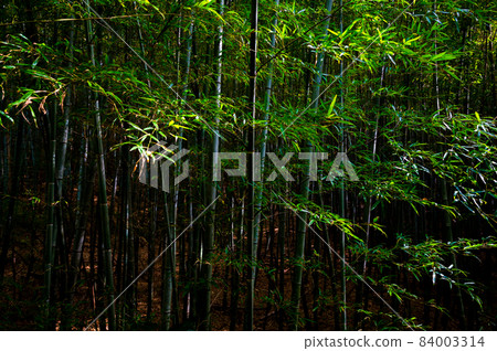 At the Bamboo Trail in Odaka Greens / Nagoya / 2021.11 At the Bamboo Trail in Odaka Greens / Nagoya / 2021.11 84003314