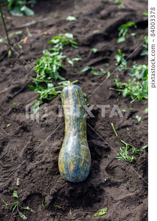 蔬菜、鶴頸南瓜、藤南瓜 84003378