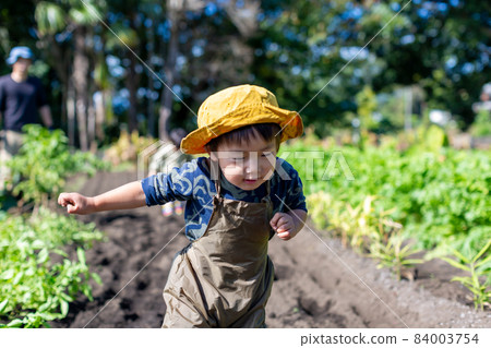 家庭土豆挖掘，紅薯田收穫 84003754
