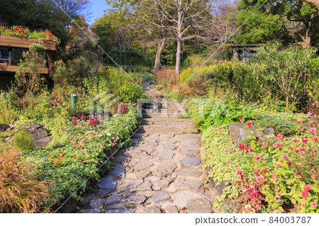 Kobe Nunobiki Herb Garden in full bloom of autumn leaves 84003787